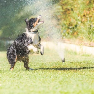 Dow playing in the backyard with the sprinkler